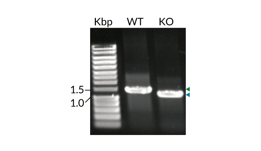 THP1-Dual™ MD2-CD14-TLR4 & KO-TLR4 Cells