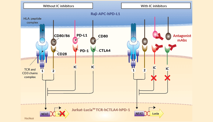 Jurkat-Raji (PD-1/CTLA4)/PD-L1 assay (Bio-IC™)