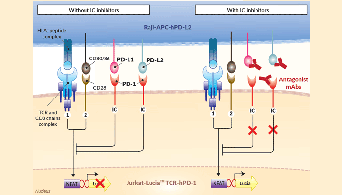 Jurkat-Raji PD-1/PD-L2 assay (Bio-IC™)