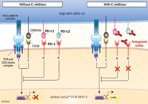 PD-1/PD-L2 Bio-IC™ assay principle