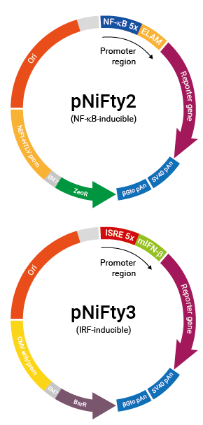 pNiFty2-N and pNiFty3-I plasmid families