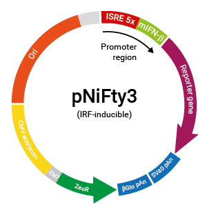 IRF-inducible pNiFty3 plasmid