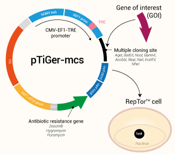 Tetracycline-inducible pTiGer-mcs plasmid