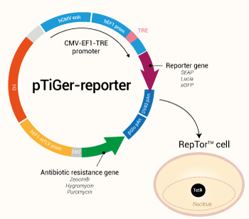 Tetracycline-inducible pTiGer-reporter plasmid