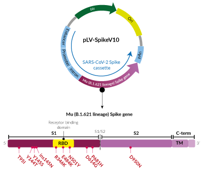 Mu Variant (B.1.621 lineage) Spike pseudotyping vector