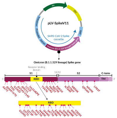 Omicron Variant (B.1.1.529 lineage) Spike pseudotyping vector