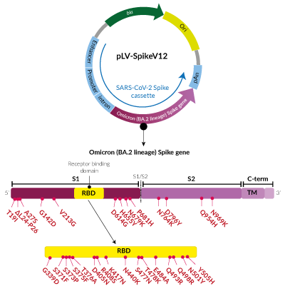 Omicron Variant (BA.2 lineage) Spike pseudotyping vector