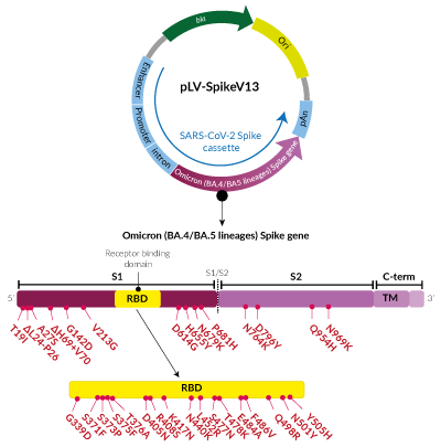 Omicron Variants (BA.4/BA.5 sublineage) Spike pseudotyping vector