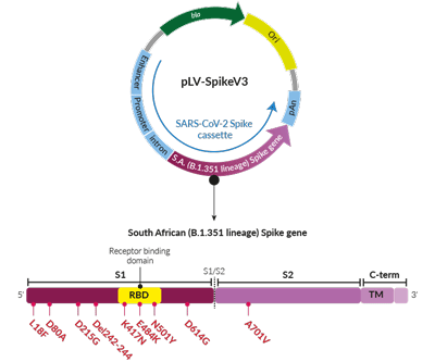 South African Variant (B.1.351 lineage) Spike pseudotyping vector