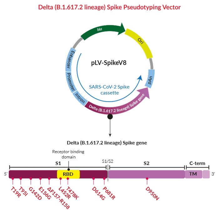 Delta (B.1.617.2) variant | Pseudotyping plasmid | InvivoGen