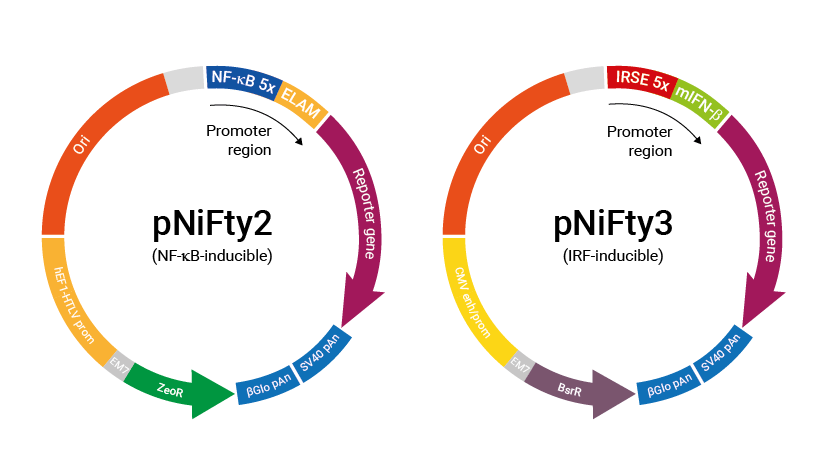 pNiFty2-N and pNiFty3-I plasmid families