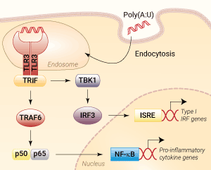 TLR3 activation with Poly(A:U)