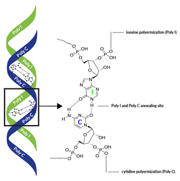 General Poly I:C) structure