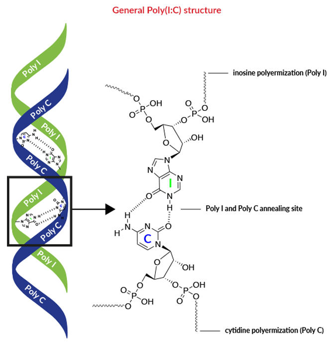 Tlr3 Ligands Synthetic Dsrna Poly I C Invivogen