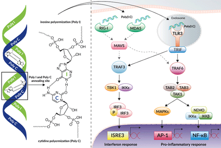 General Poly(I:C) structure and signaling pathway