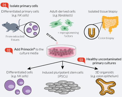 Use of Primocin® in primary cell cultures