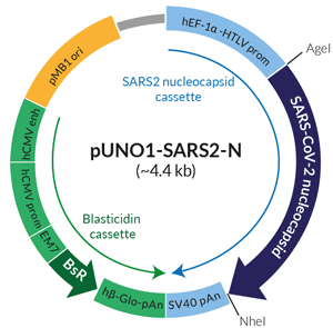 Schematic of SARS-CoV-2 nucleocapsid expression vector