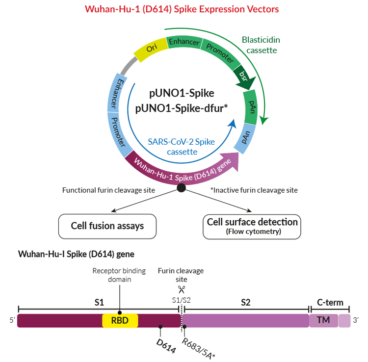 SARS-CoV-2 Spike plasmids, Wuhan-Hu-1