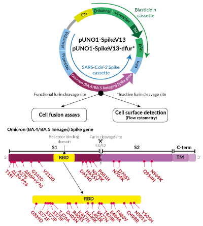 Omicron Variant (BA.4/BA.5 lineages) Spike Expression vectors