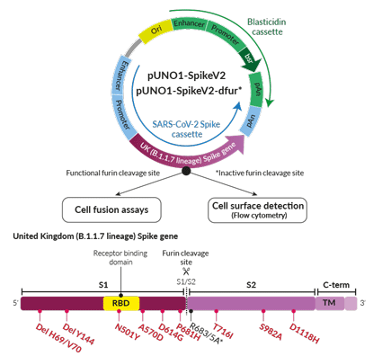 United Kingdom Variant (B.1.1.7 lineage) Spike Expression vectors