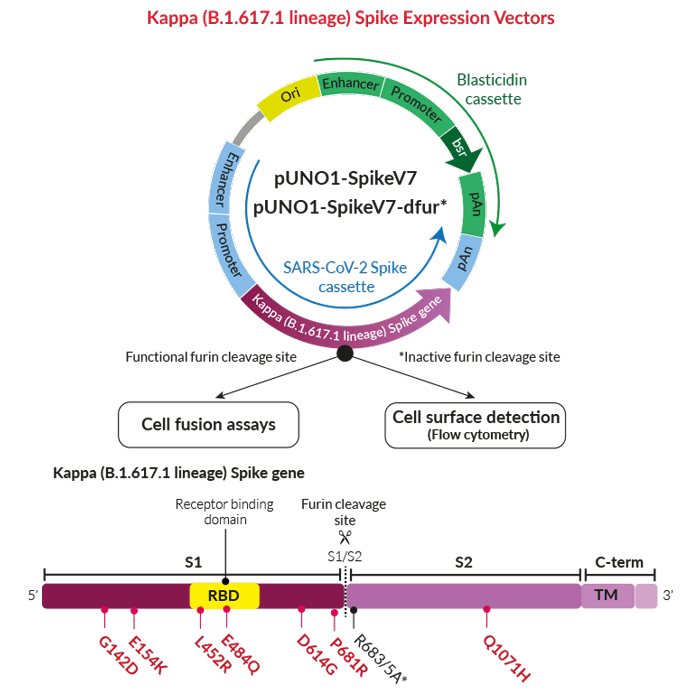 tilpasningsevne ekstra blanding Kappa (B.1.617.1) variant | Expression vectors | InvivoGen