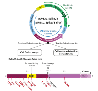 Delta Variant (B.1.617.2 lineage) Spike Expression vectors