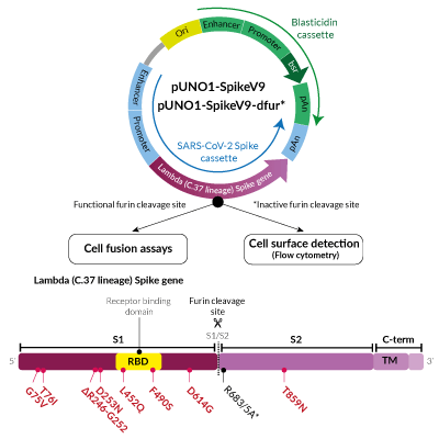 Lambda Variant (C.37 lineage) Spike Expression vectors