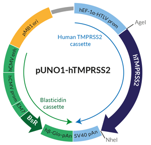 Schematic of human TMPRSS2 expression vector