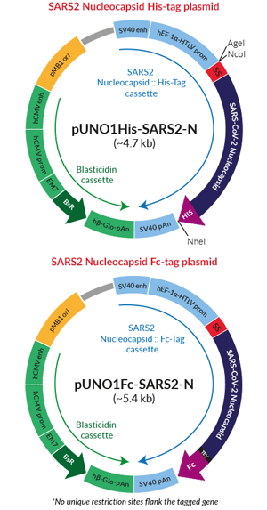 Schematic of tagged SARS2 nucleocapsid protein production vectors 