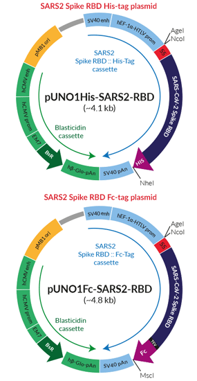 Schematic of tagged SARS2 Spike RBD production vectors 