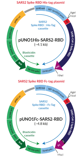 RBD tagged, SARS-CoV-2 plasmids