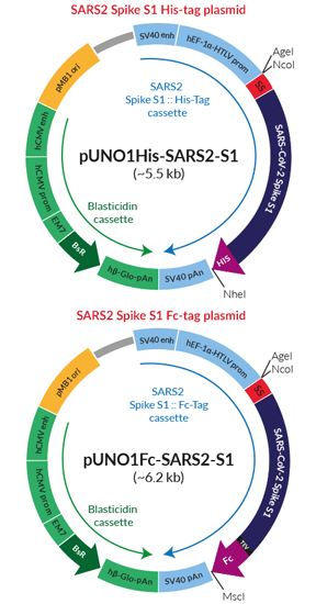 Schematic of tagged SARS2 Spike S1 domain production vectors 