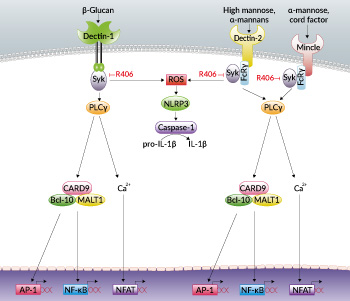 Inhibition of Syk signaling by R406