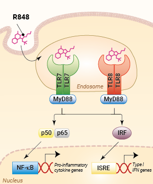 TLR7/TLR8 activation with R848