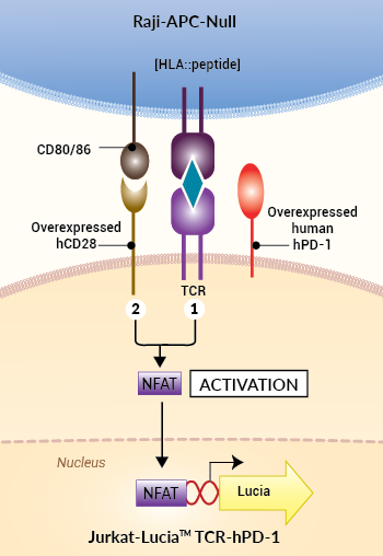 Principle of activating control APC for anti-immune checkpoint cell-based assay