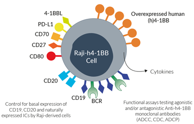 Surface expressed markers and ICs in Raji-h4-1BB cells