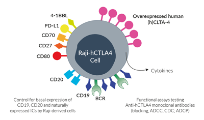Surface expressed markers and ICs in Raji-hCTLA4 cells.