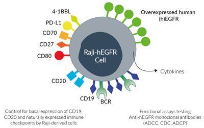 Surface expressed markers in Raji-hEGFR cells