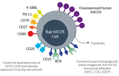 Surface expressed markers and ICs in Raji-hICOS cells