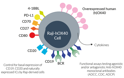 Surface expressed markers and ICs in Raji-hOX40 cells
