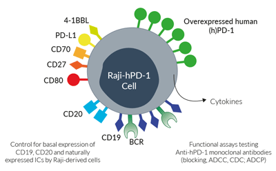 Surface expressed markers and ICs in Raji-hPD-1 cells