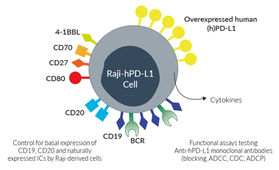 Surface expressed markers and ICs in Raji-hPD-L1 cells