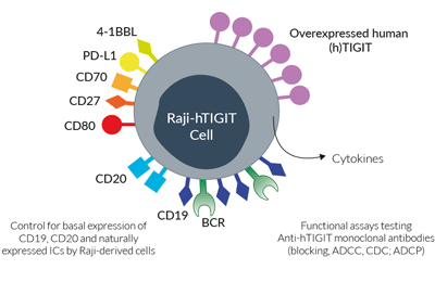 Surface expressed markers and ICs in Raji-hTIGIT cells