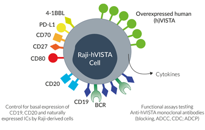 Surface expressed markers and ICs in Raji-hVISTA cells