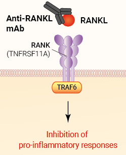 Binding of Anti-hRANKL Denosumab