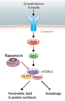 mTOR inhibition by Rapamycin