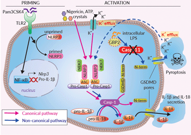  Inflammasome signaling in RAW-ASC KO-CASP11 cells