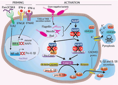  Inflammasome signaling in RAW-ASC KO-NLRC4 cells