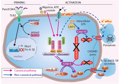  Inflammasome signaling in RAW-ASC KO-GSDMD cells