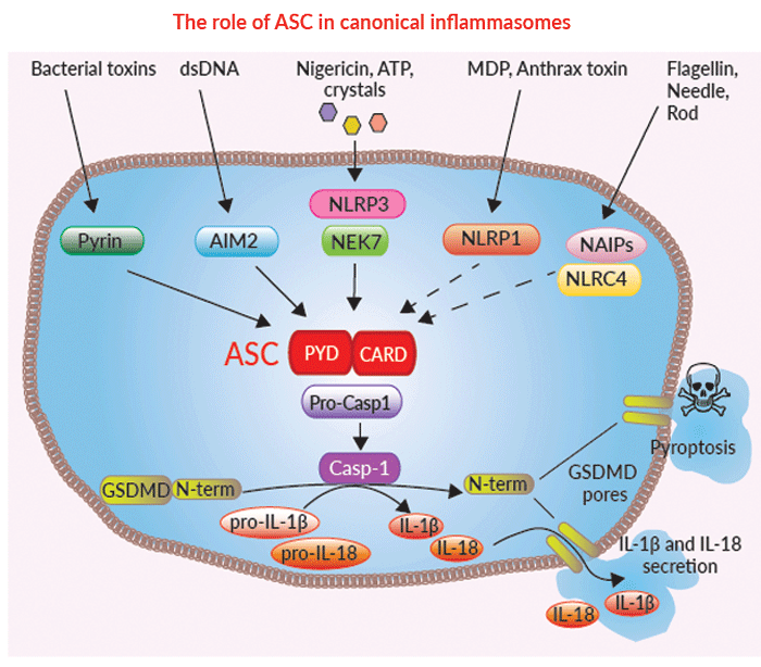 CLA nitration by mitochondria, activated RAW 264.7 macrophages, MPO